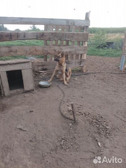 Овцы бараны