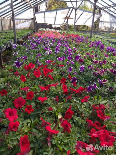 Петуния, виола