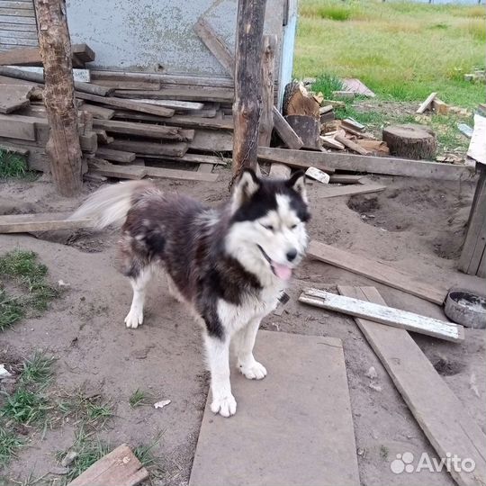 Аляскинский маламут