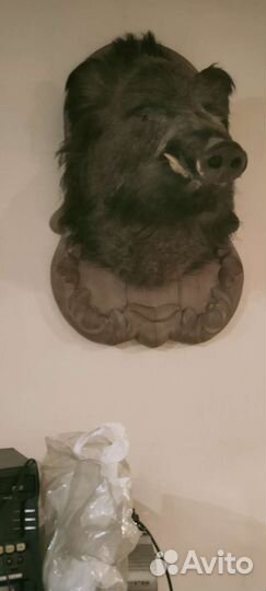 Чучело головы кабана