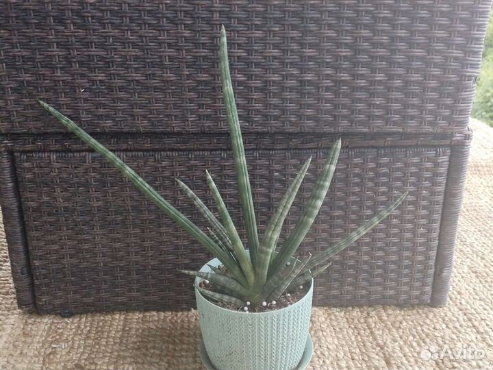 Сансевиерия сортовая