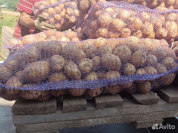 Продам картофель оптом