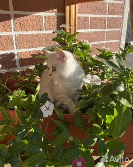 Шотландская шиншилла серебристая