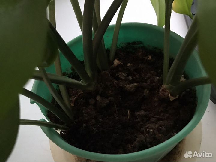 Лилия Амазонская