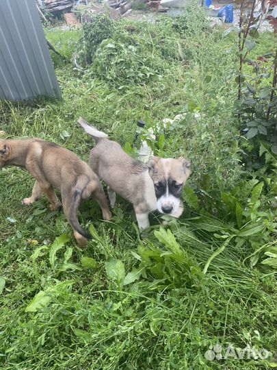 Армянский гампр