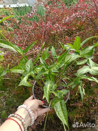 Сингониум ушковатый