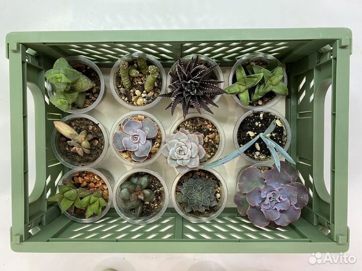 Суккуленты 5+1
