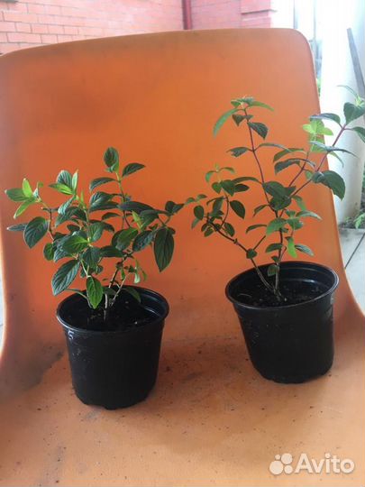 Гортензия Самарская Лидия Взрослый куст