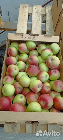 Яблоки оптом