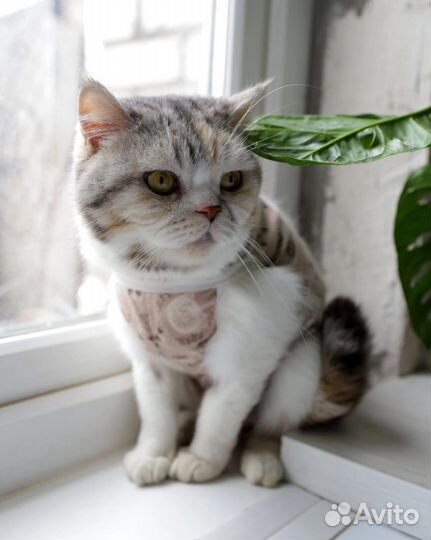 Британская кошка в дар