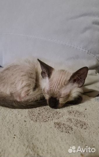 Продам котёнка