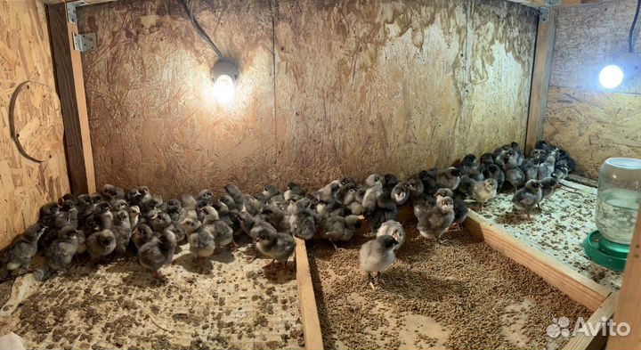 Леггорн мраморный петушки