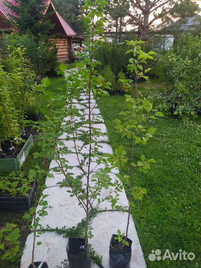 Абрикос саженцы