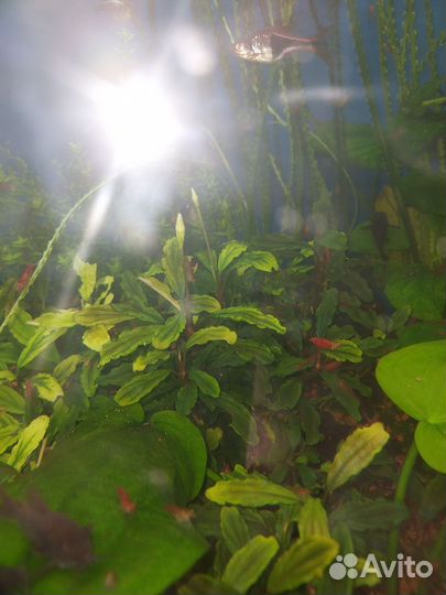 Буцефаландры