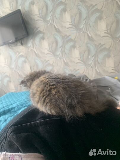 Котенок 3 цветная