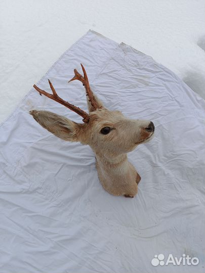 Чучело голова косули, оленя, рога
