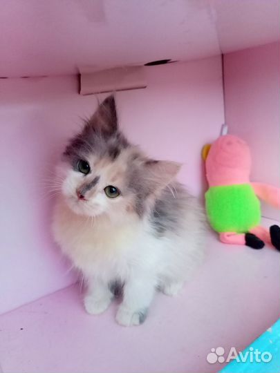 Котёнок девочка трехцветная в добрые руки