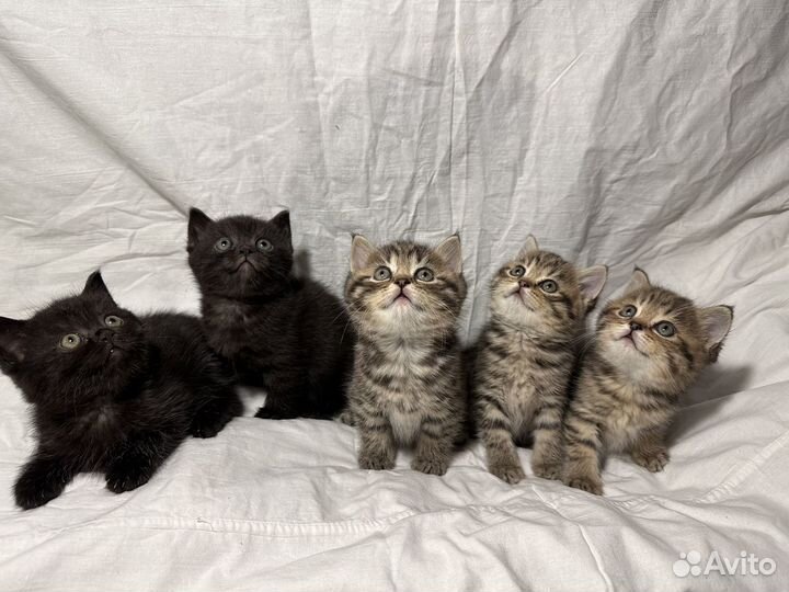 Британские котята