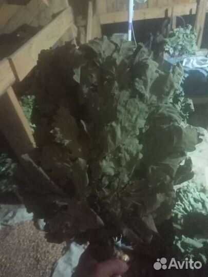 Банные веники