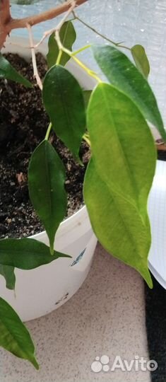 Фикус бенджамина