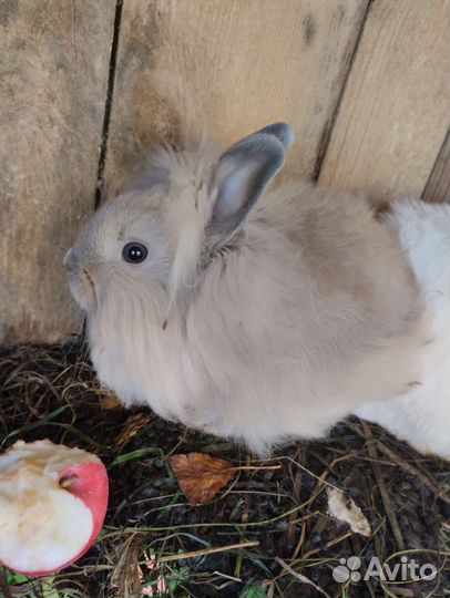Декоративные кролики