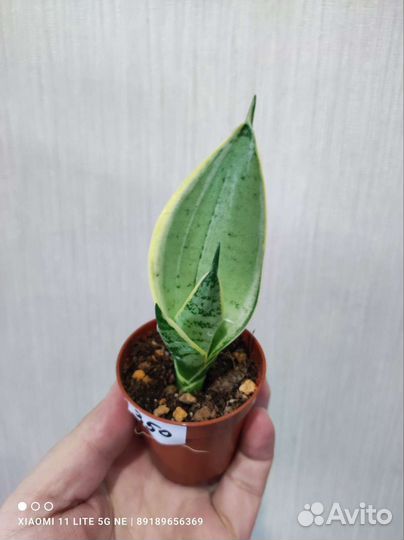 Сансевиерия ханни разных сотов