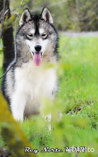 Хаски агути из питомника