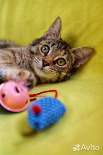 Красивые и ласковые котята в добрые руки