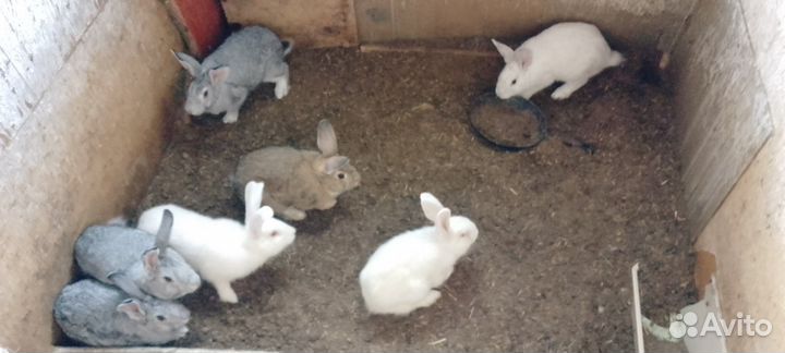Продам кроликов