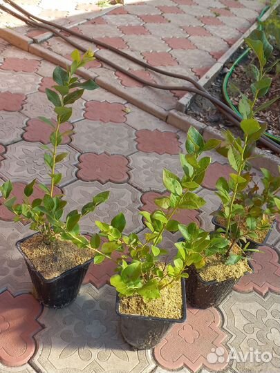 Саженцы голубики 3-х летние