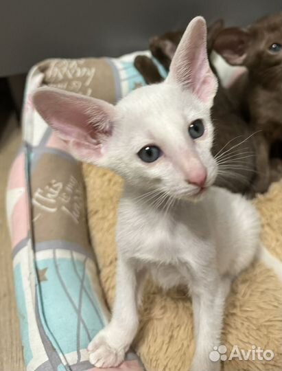 Ориентальная