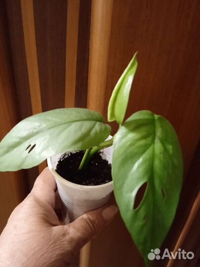 Эпипремнумы/ Сциндапсусы, рео сортовое