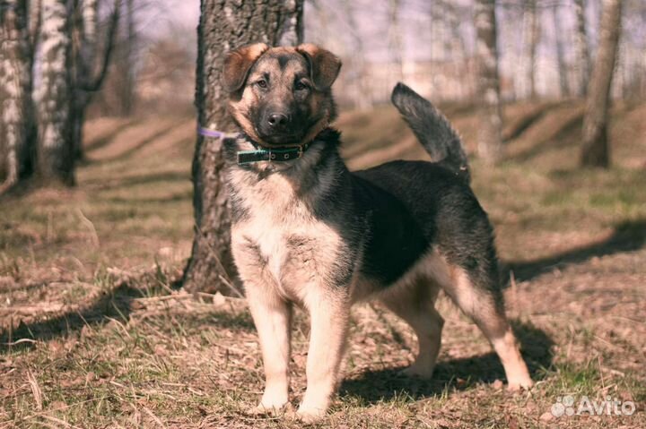 Заберите оладушка из приюта
