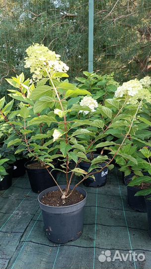 Метельчатая гортензия Polar Bear/Полярный медведь