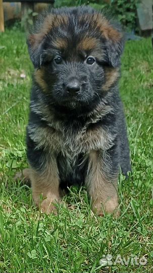 Девочки немцы длинношерстные