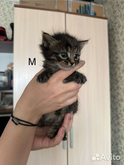 Котята ищут дом