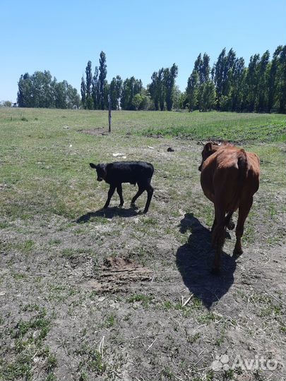 Коровы, телята