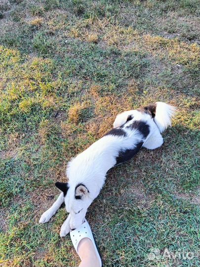 Собака в добрые руки