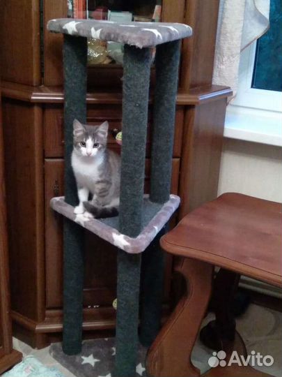 Котенок ищет дом