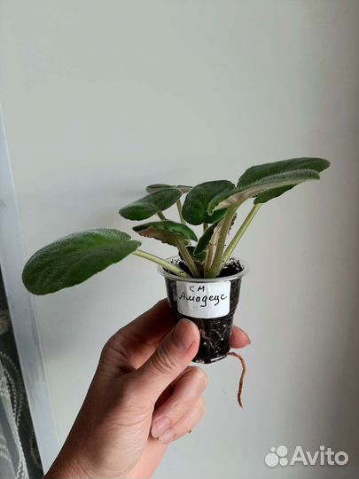 Фиалки детки