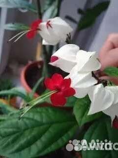 Клеродендрум Томсона, остался 1