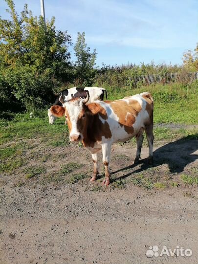 Продам коров, телят
