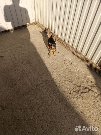 Собаки щенки