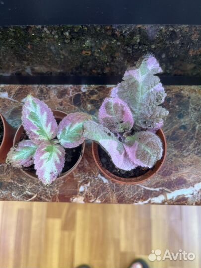 Эписции акварель 500