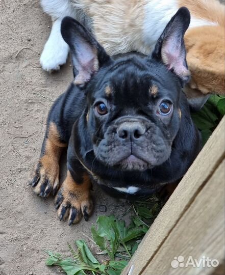 Французский бульдог