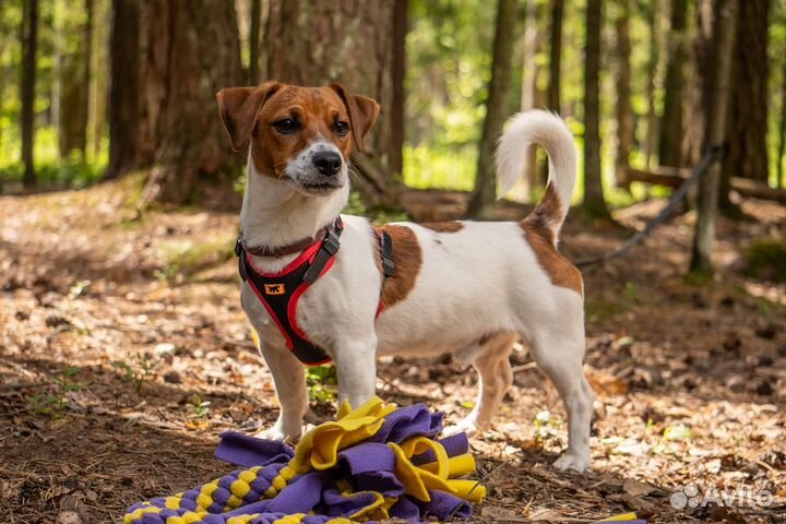 Случка джек рассел