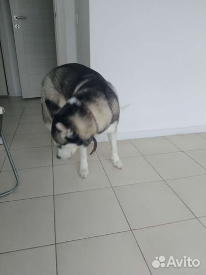 Сибирский хаски (реплика)