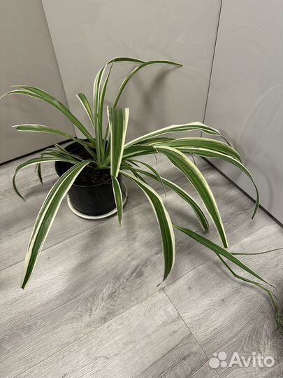 Хлорофитум