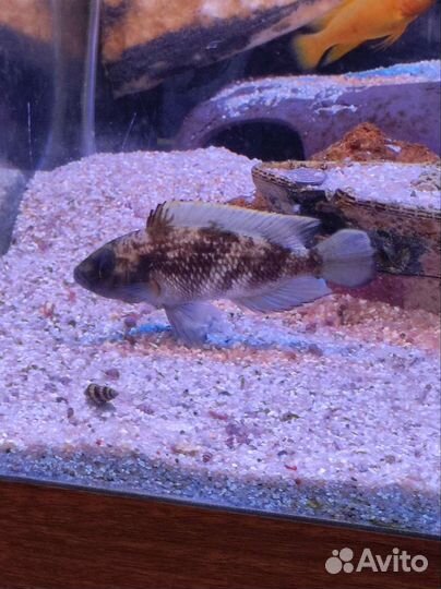 Танганьика