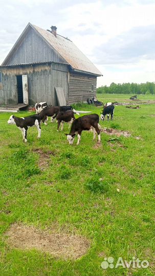 Продам телят
